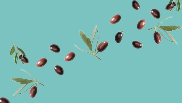 Xylella fastidiosa: βρέθηκαν νέοι ανθεκτικοί γονότυποι ελιάς